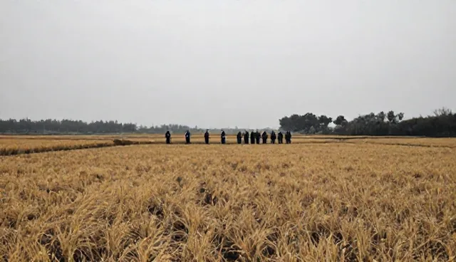 性能优化：农资供应中基地合作常见问题与处理方法